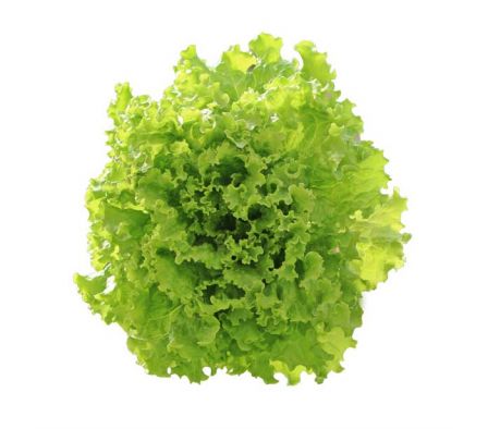 LECHUGA PIRATI HIDROPONICA X UN